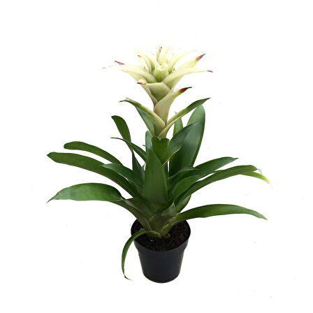 Guzmania Lingulata 'White' (Guzmanya)