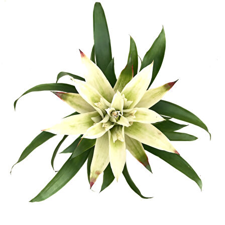 Guzmania Lingulata 'White' (Guzmanya)