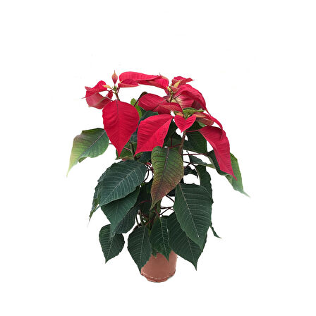 Euphorbia Pulcherrima (Atatürk Çiçeği)