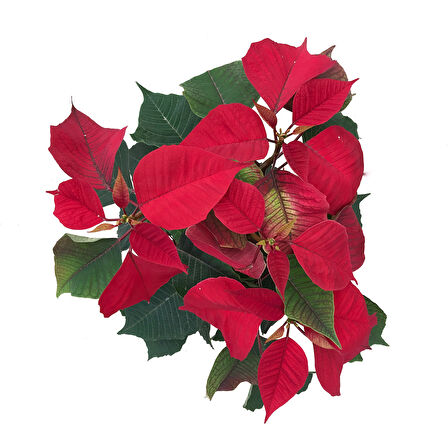 Euphorbia Pulcherrima (Atatürk Çiçeği)