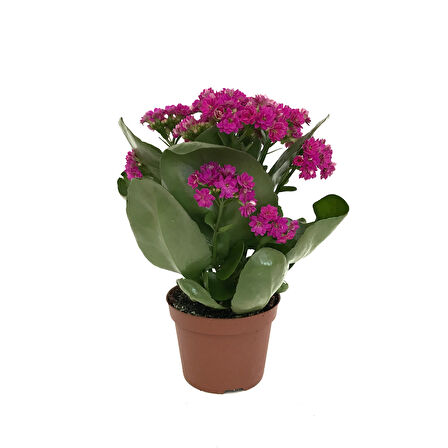 Kalanchoe Calandiva 'Purple' (Kalanşo Çiçeği)