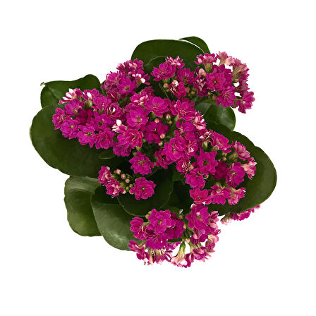 Kalanchoe Calandiva 'Purple' (Kalanşo Çiçeği)