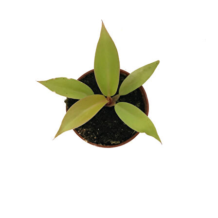 Philodendron 'Prince of Orange'