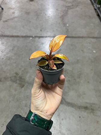 Philodendron 'Prince of Orange'