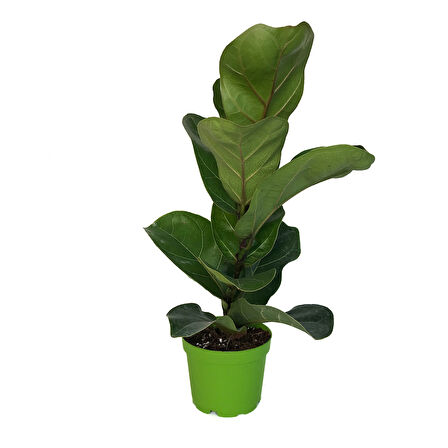 Ficus Lyrata 'Bambino' (Kauçuk Çiçeği)