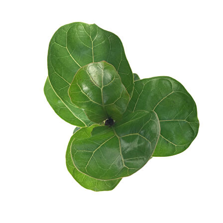 Ficus Lyrata 'Bambino' (Kauçuk Çiçeği)