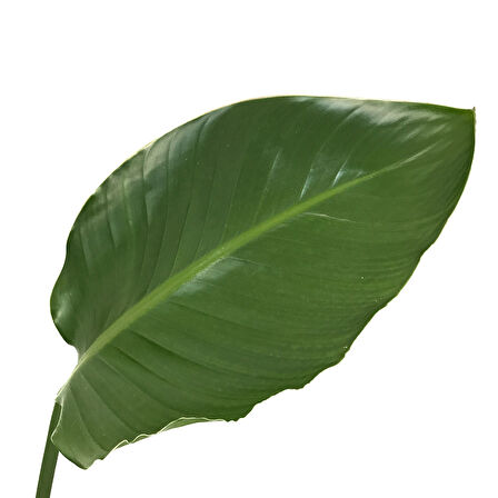 Strelitzia Nicolai (Cennet Kuşu Çiçeği)