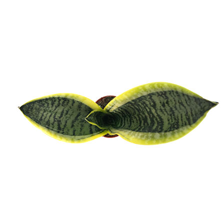 Sansevieria Trifasciata (Paşa Kılıcı)