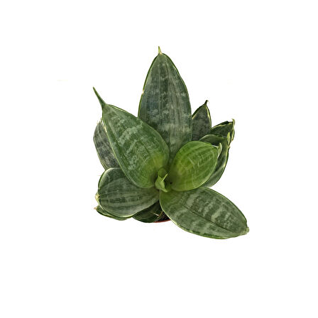 Sansevieria 'Green Hahnii' (Paşa Kılıcı)