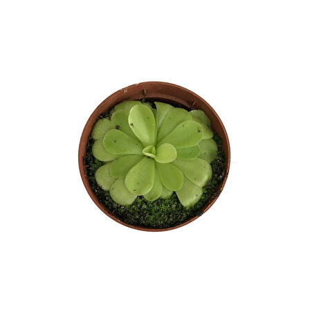Pinguicula 'Tina' (Sinek Kapan Etobur Bitki)