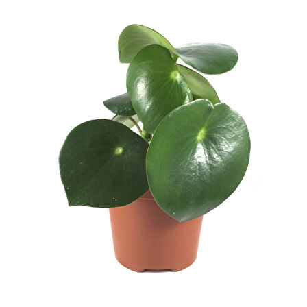 Peperomia Polybotrya (Yağmur Damlası Bitkisi)