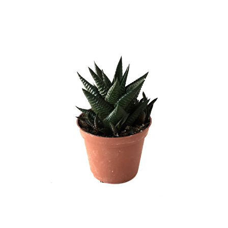 Haworthia Limifolia (Sukulent)