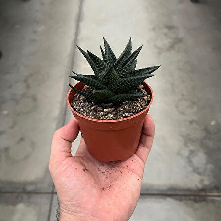 Haworthia Limifolia (Sukulent)