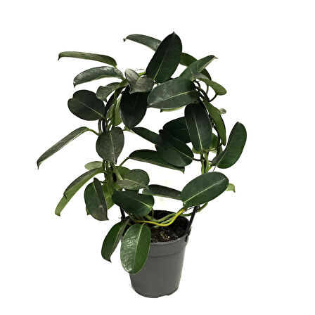 Stephanotis Floribunda (Madagaskar Yasemini)