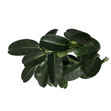 Stephanotis Floribunda (Madagaskar Yasemini)