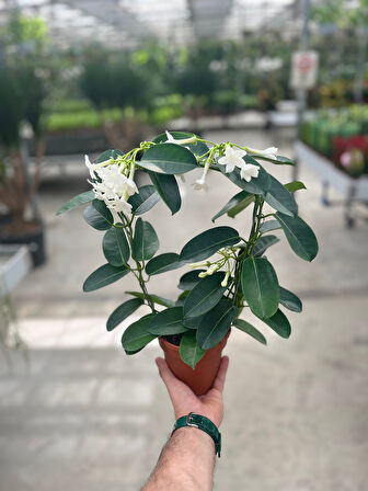 Stephanotis Floribunda (Madagaskar Yasemini)