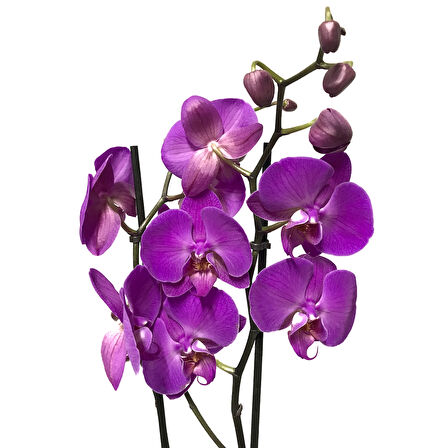 Phalaenopsis 'Paars' (Mor Orkide)