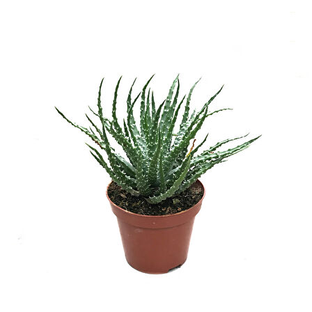 Aloe Humilis (Kaktüs)