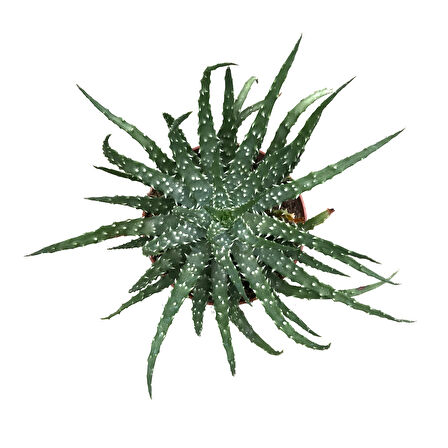 Aloe Humilis (Kaktüs)