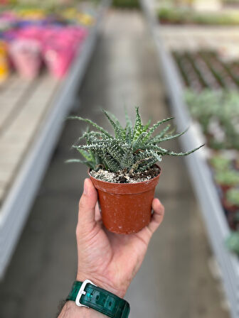 Aloe Humilis (Kaktüs)