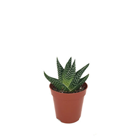 Gasterhaworthia 'Royal Highness' (Sukulent)