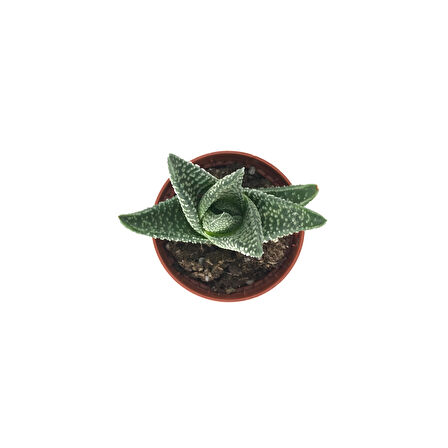 Gasterhaworthia 'Royal Highness' (Sukulent)