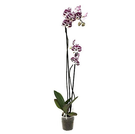 Phalaenopsis 'Purple Dots' (Mor Orkide)