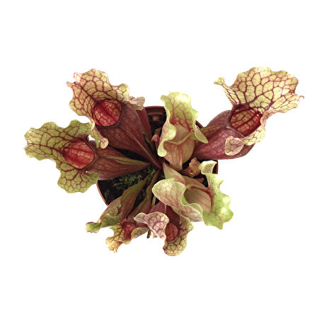 Sarracenia Purpurea 'Venosa' (Sinek Kapan Etobur Bitki)