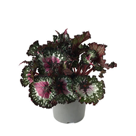 Begonia Rex 'Alaska Creek' (Begonya Çiçeği)