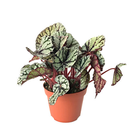 Begonia Rex 'Fedor' (Begonya)
