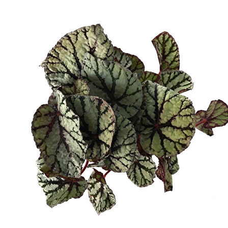 Begonia Rex 'Fedor' (Begonya)
