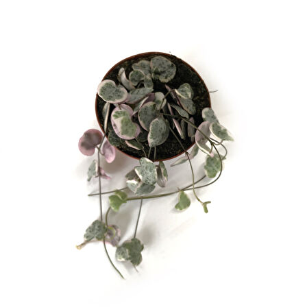 Ceropegia Woodii 'Variegata' (Kalp Kalbe Karşı Çiçeği)