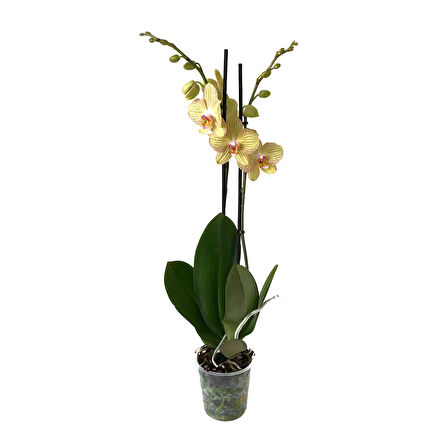 Phalaenopsis 'Torino' (Sarı Orkide)