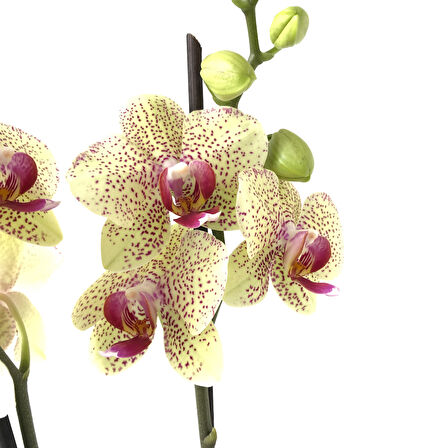 Phalaenopsis 'Pulsation' (Sarı Orkide)