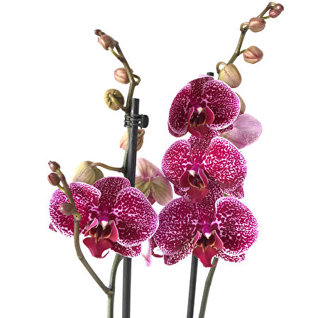 Phalaenopsis 'Jaguar' (Mor Orkide)
