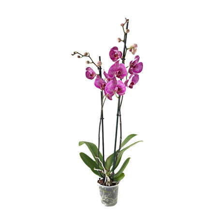 Phalaenopsis 'Budapest' (Fuşya Orkide)