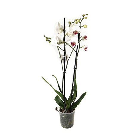 Phalaenopsis 'Castor' (Beyaz Orkide)