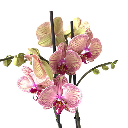Phalaenopsis 'Golden Leopard' (Pembe Orkide)
