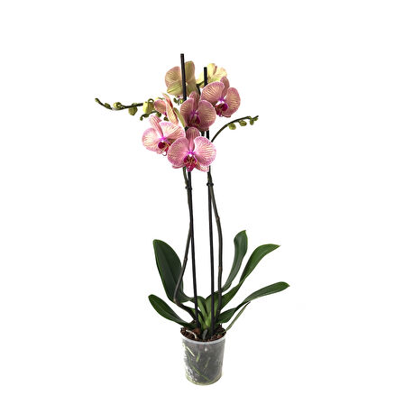 Phalaenopsis 'Golden Leopard' (Pembe Orkide)