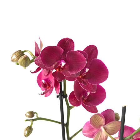 Phalaenopsis 'Montreux' (Bordo Orkide)