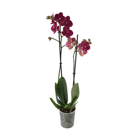 Phalaenopsis 'Montreux' (Bordo Orkide)