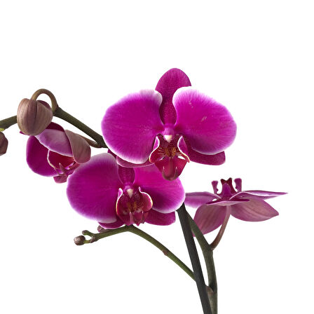 Phalaenopsis 'Pretoria' (Fuşya Orkide)