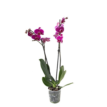 Phalaenopsis 'Pretoria' (Fuşya Orkide)