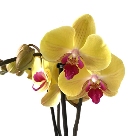 Phalaenopsis 'Miraflore' (Sarı Orkide)