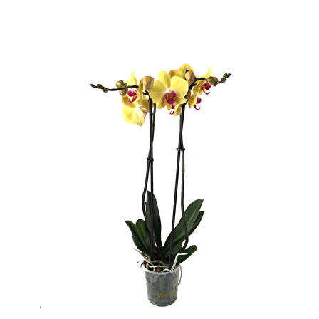 Phalaenopsis 'Miraflore' (Sarı Orkide)