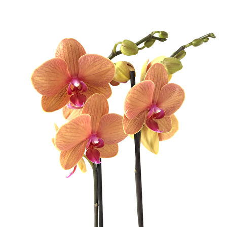 Phalaenopsis 'Golden Brick' (Turuncu Orkide)