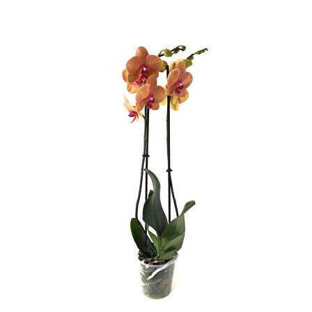Phalaenopsis 'Golden Brick' (Turuncu Orkide)