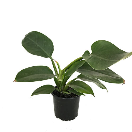 Philodendron 'Imperial Green'
