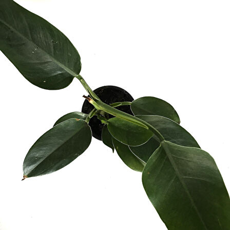 Philodendron 'Imperial Green'