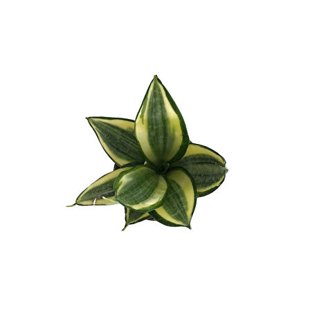 Sansevieria ‘Golden Hahnii’ (Paşa Kılıcı)